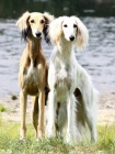 SALUKI ttka