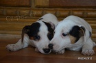 krsn tntka jrt