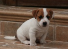 Jack Russel Terier s PP