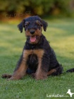 Erdelterir- Airedale terrier,tata