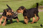 Erdelterir- Airedale terrier,tata