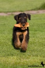 Erdelterier ,Airedale terrier,tata