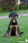 Erdelterier ,Airedale terrier,tata