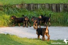 Erdelterier ,Airedale terrier,tata