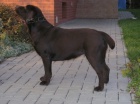 okoldov (tmav hnd) ttka labradora s PP