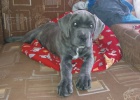 �t�n� Cane Corso