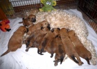 tata - Irish Soft Coated Wheaten Terrier