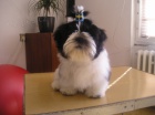 Prodm Shih-tzu