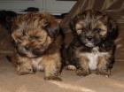 Lhasa apso s PP