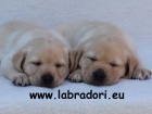 ttka Labrador Retriever