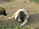 Anatolsky pastevecky pes