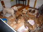 tata - Irish Soft Coated Wheaten Terrier