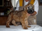 tata - Irish Soft Coated Wheaten Terrier