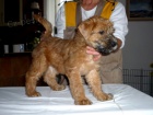 tata - Irish Soft Coated Wheaten Terrier