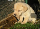 Labradorsk retriever 