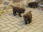 okoldov (tmav hnd) ttka labradora s PP
