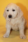 Zlat retrvr tata s PP - golden retriever