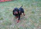 Black and Tan Coonhound