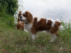 Kavalr King Charles panl ke kryt