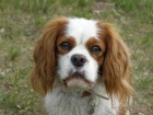 Kavalr King Charles panl ke kryt