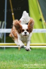 Kavalr King Charles panl ke kryt