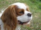 Kavalr King Charles panl ke kryt