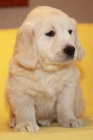 Zlat retrvr - golden retriever s PP