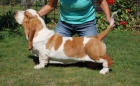 Basset hound