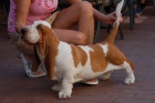 Basset hound