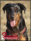 Beauceron - boseron - tn na prodej