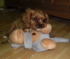 Kavalr king charles panl