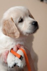 TATA - ZLAT RETRVR (GOLDEN RETRIEVER) s PP