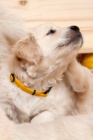 TATA - ZLAT RETRVR (GOLDEN RETRIEVER) s PP