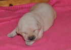 Labrador - tata s PP FCI !