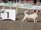 Jack Russell terier štěňátka s PP