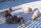 tata - Irish Soft Coated Wheaten Terrier