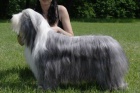 Bearded collie