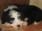 Bearded Collie