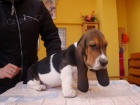 Basset ttka