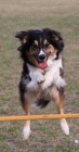 Agility - letní výcvikový tábor