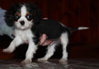 Kavalr king charles panl