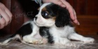 Kavalr king charles panl
