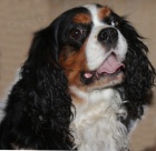Kavalr king charles panl