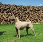 Thailand Ridgeback