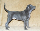 Thai Ridgeback