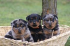 Beauceron - francouzsk ovk - tata na prodej