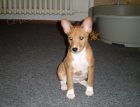 Basenji ttko