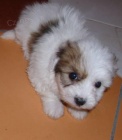 Čistokrevná štěňátka Coton de Tulear bez PP