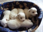 Čistokrevná štěňátka Coton de Tulear bez PP