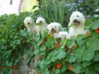 Čistokrevná štěňátka Coton de Tulear bez PP
